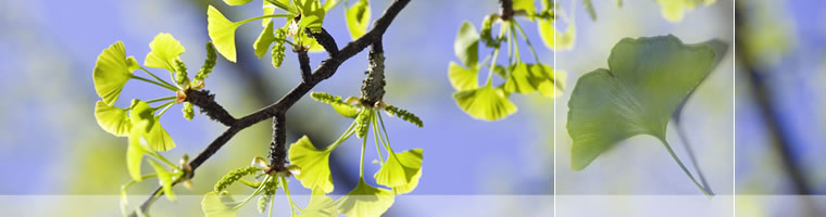 Gingkobaum