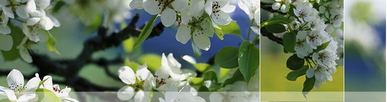 Kirschbl&uuml;te